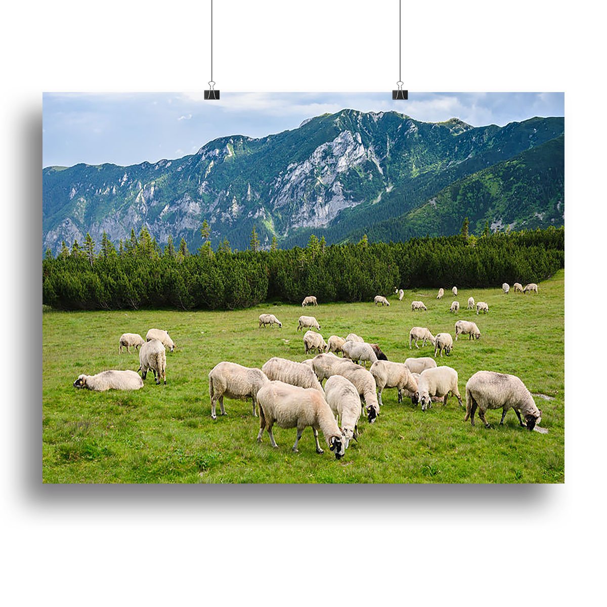 Sheep herds at alpine pastures Canvas Print or Poster