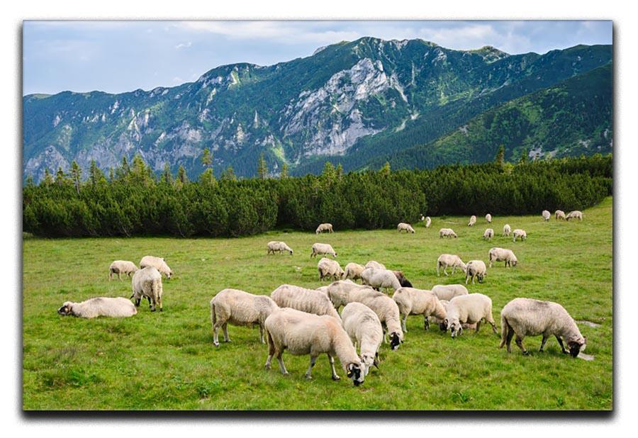 Sheep herds at alpine pastures Canvas Print or Poster - Canvas Art Rocks - 1