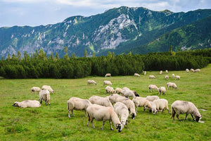 Sheep herds at alpine pastures Wall Mural Wallpaper - Canvas Art Rocks - 1