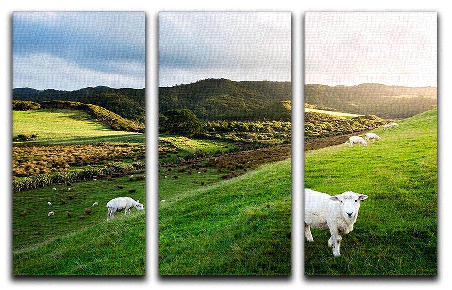 Sheep in farm in New Zealand 3 Split Panel Canvas Print - Canvas Art Rocks - 1