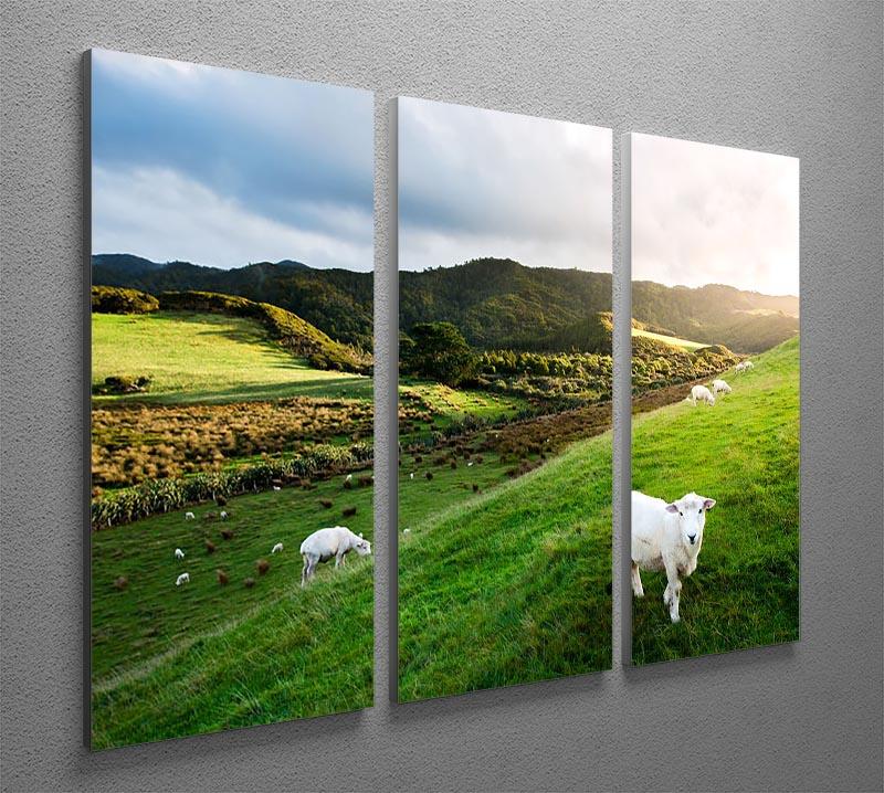 Sheep in farm in New Zealand 3 Split Panel Canvas Print - Canvas Art Rocks - 2