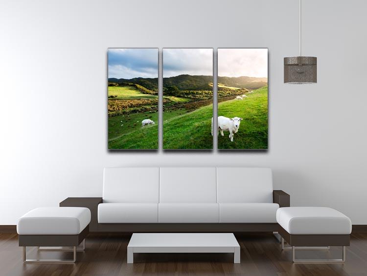 Sheep in farm in New Zealand 3 Split Panel Canvas Print - Canvas Art Rocks - 3