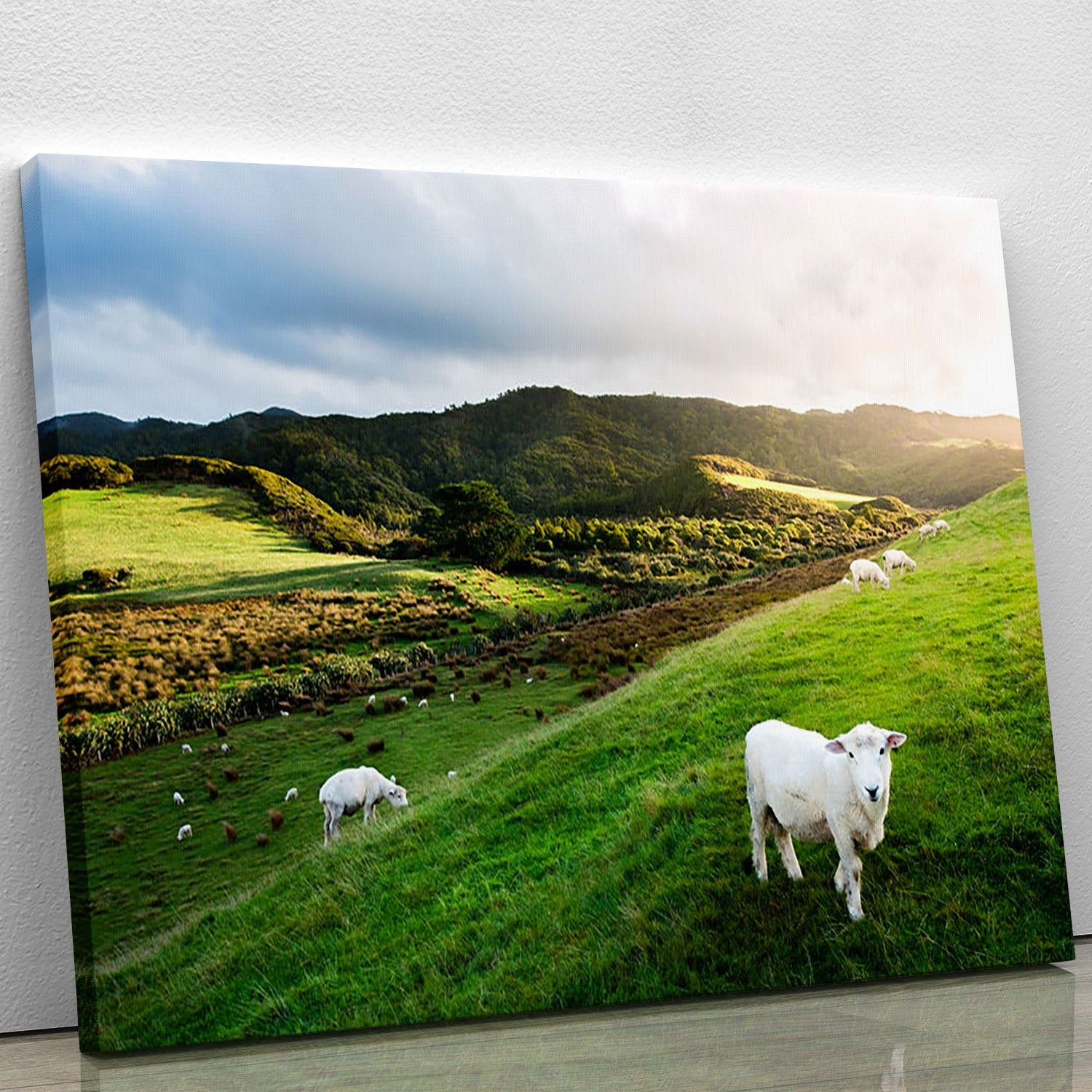Sheep in farm in New Zealand Canvas Print or Poster