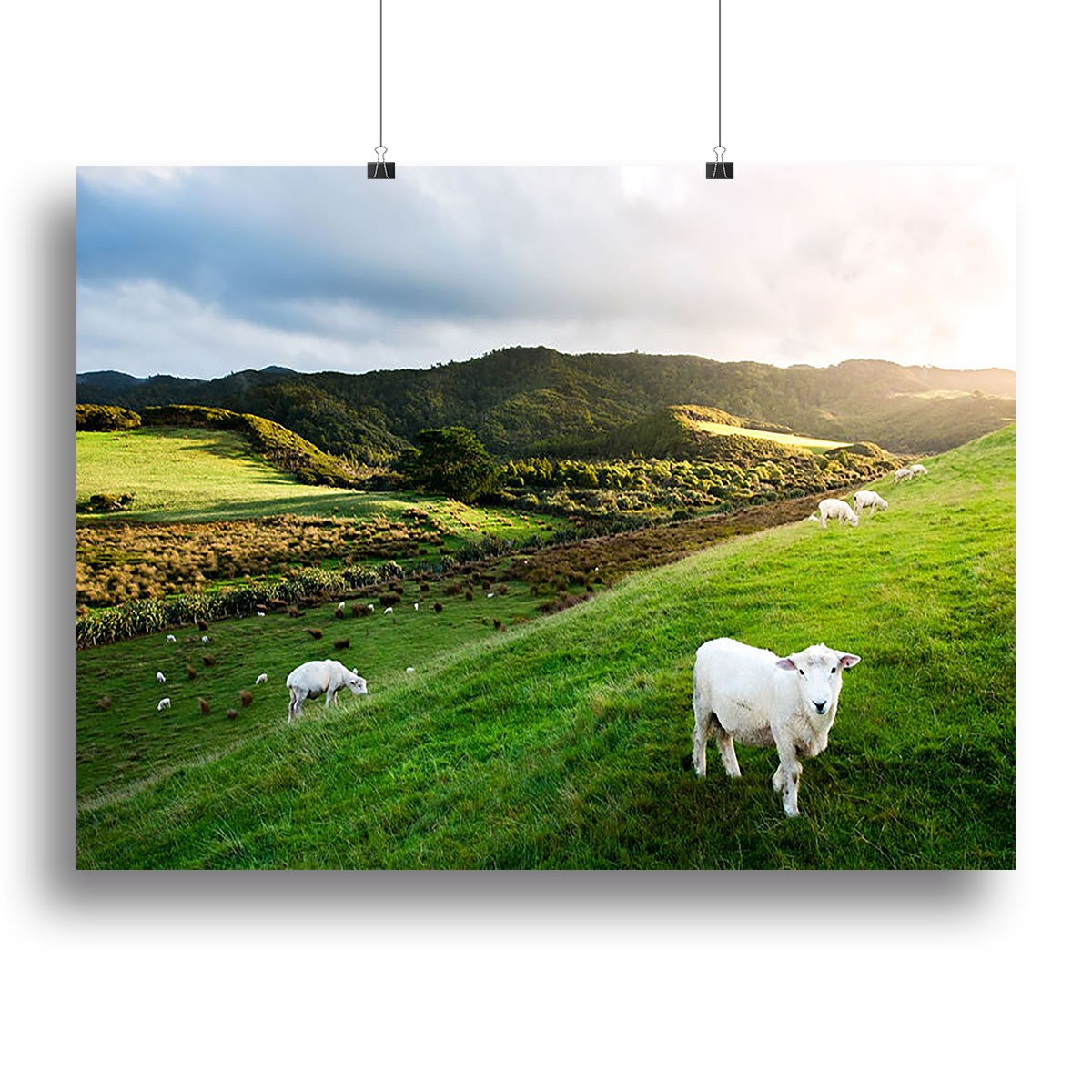 Sheep in farm in New Zealand Canvas Print or Poster