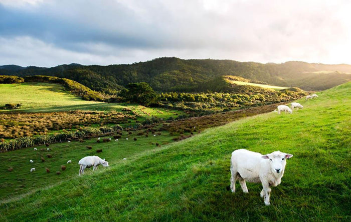 Sheep in farm in New Zealand Wall Mural Wallpaper
