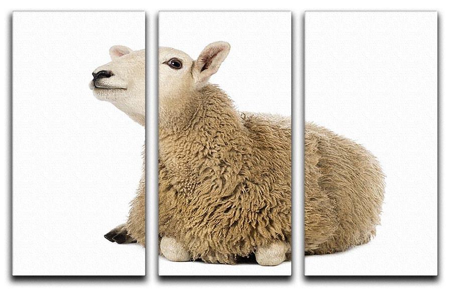Sheep lying and looking up 3 Split Panel Canvas Print - Canvas Art Rocks - 1