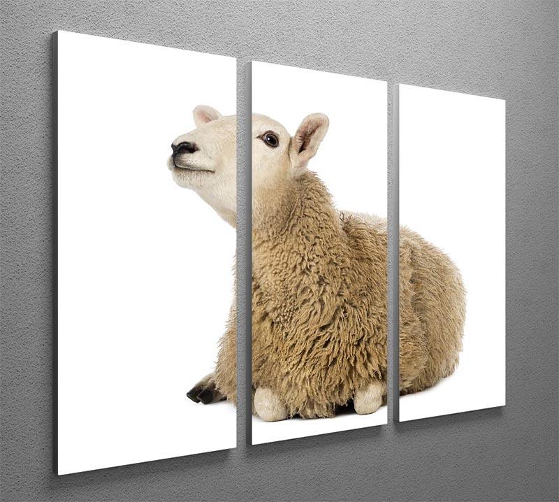 Sheep lying and looking up 3 Split Panel Canvas Print - Canvas Art Rocks - 2