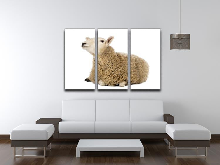 Sheep lying and looking up 3 Split Panel Canvas Print - Canvas Art Rocks - 3