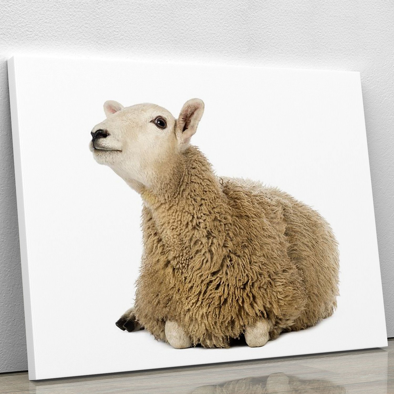 Sheep lying and looking up Canvas Print or Poster