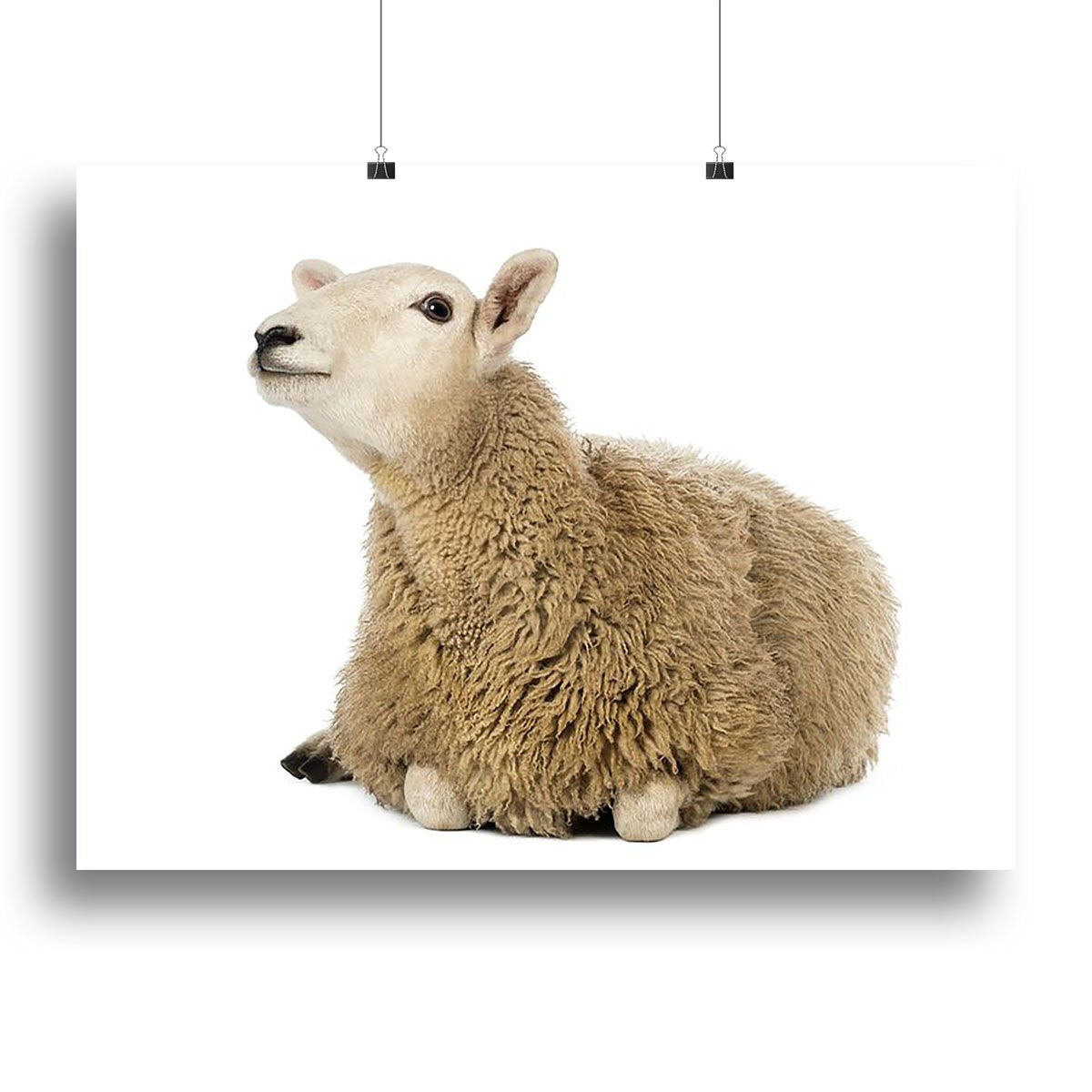 Sheep lying and looking up Canvas Print or Poster