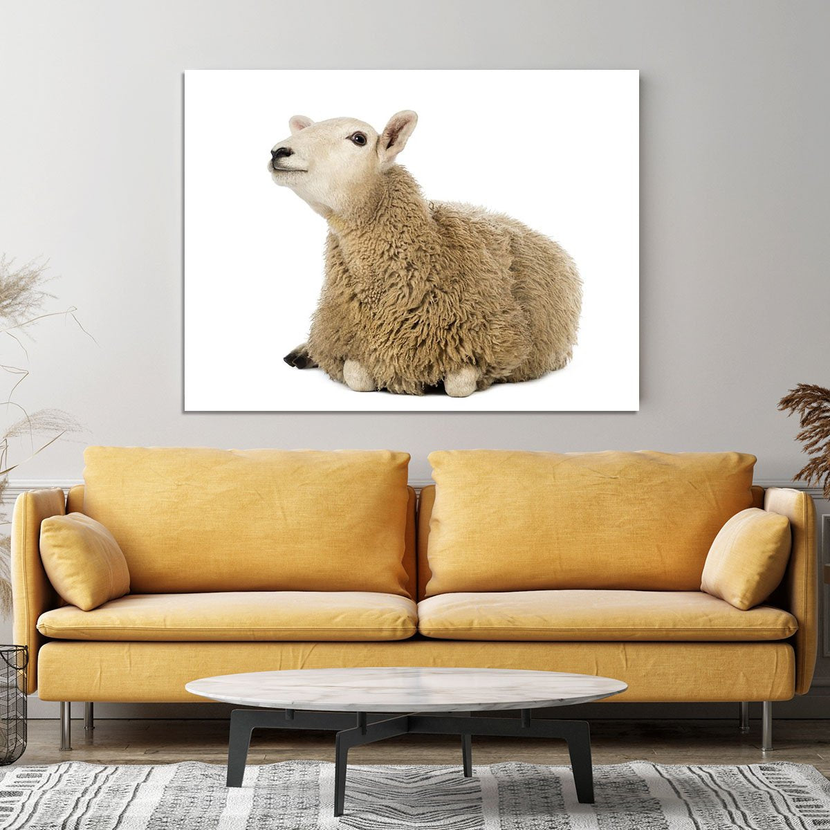 Sheep lying and looking up Canvas Print or Poster