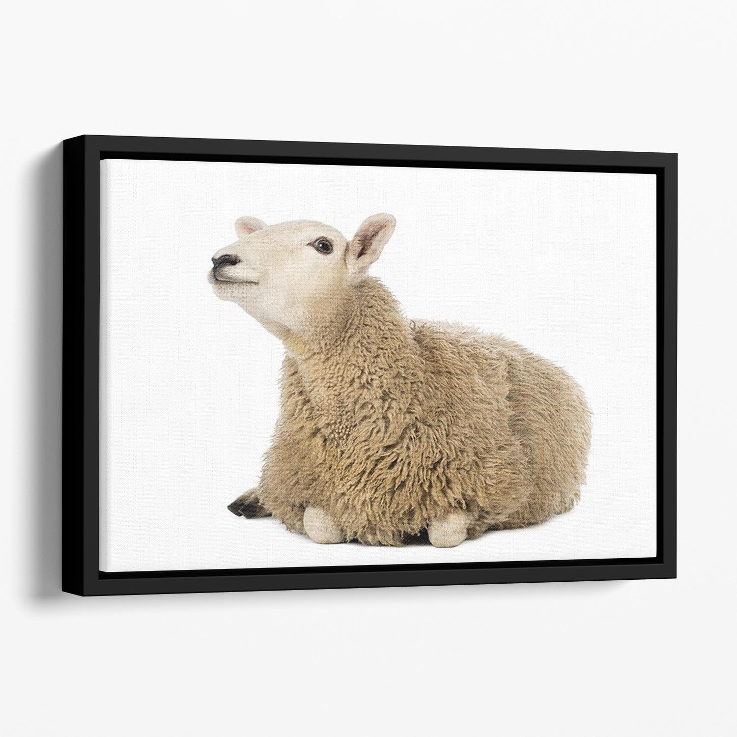 Sheep lying and looking up Floating Framed Canvas - Canvas Art Rocks - 1