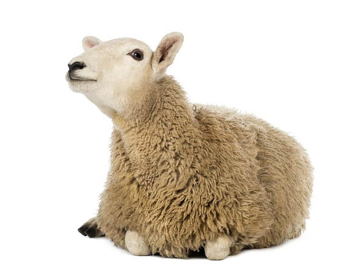 Sheep lying and looking up Wall Mural Wallpaper
