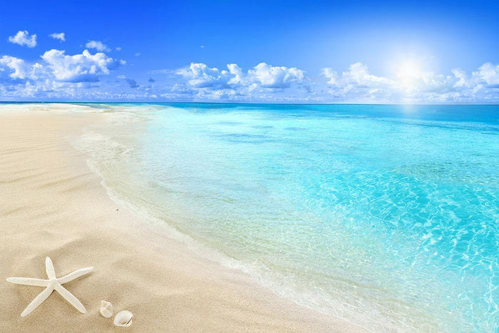 Shells on sunny beach Wall Mural Wallpaper