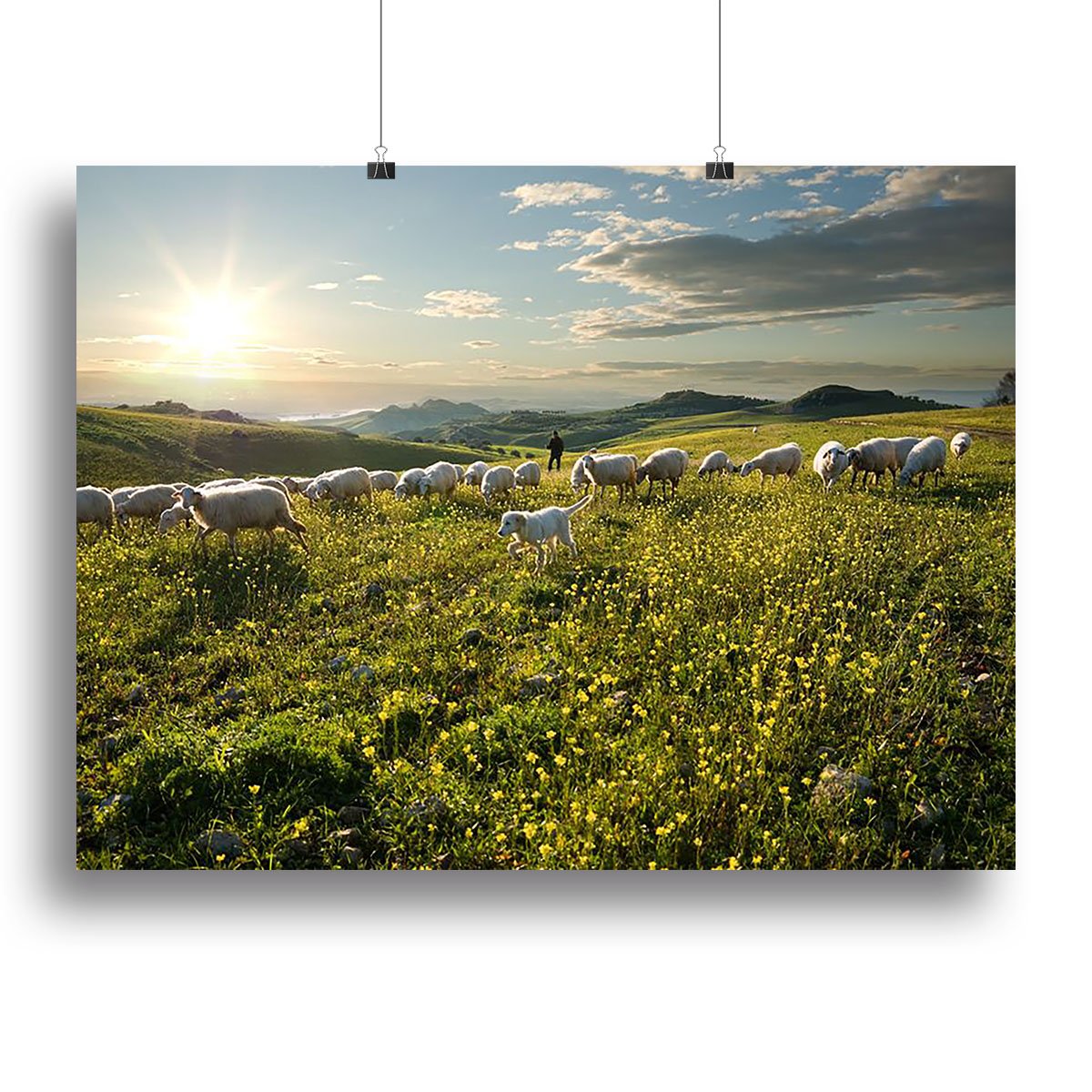 Shepherd with dog and sheep Canvas Print or Poster