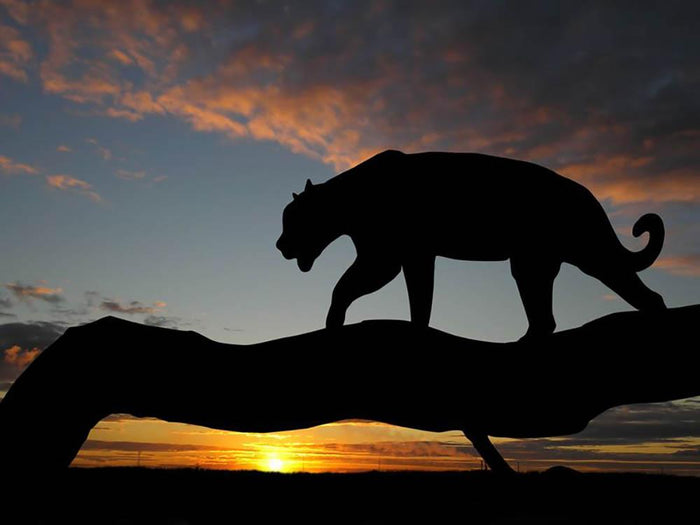 Silhouette of leopard on tree over sunset Wall Mural Wallpaper