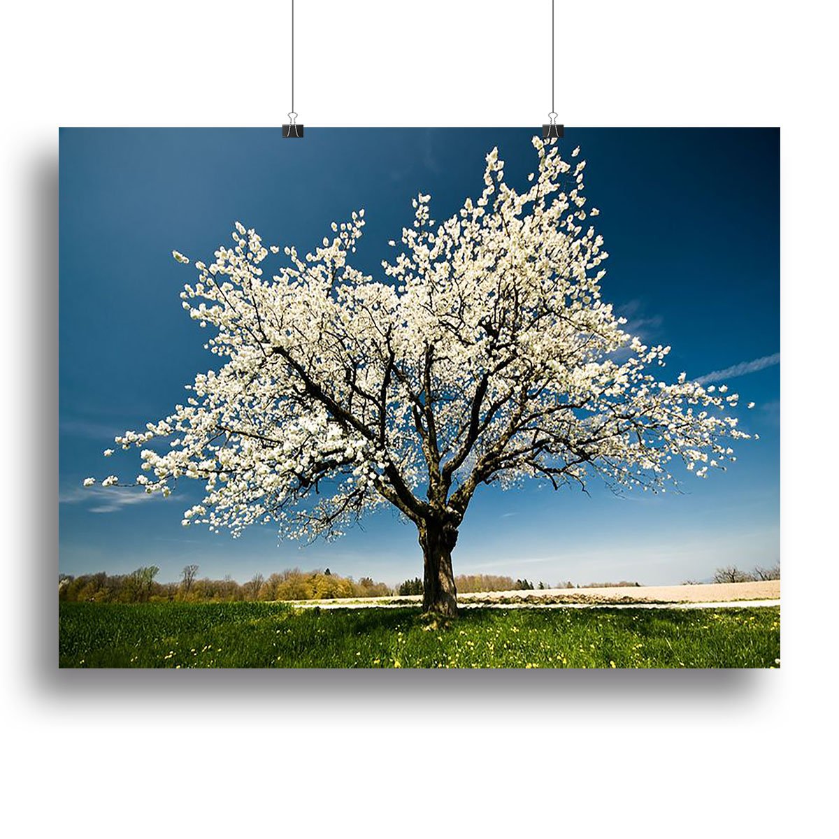 Single blossoming tree in spring Canvas Print or Poster