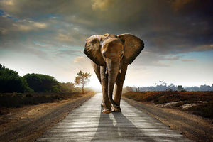 Single elephant walking in a road Wall Mural Wallpaper - Canvas Art Rocks - 1