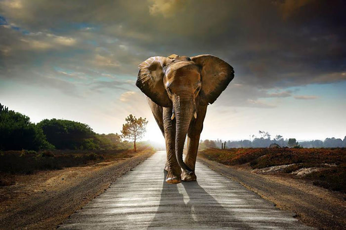 Single elephant walking in a road Wall Mural Wallpaper