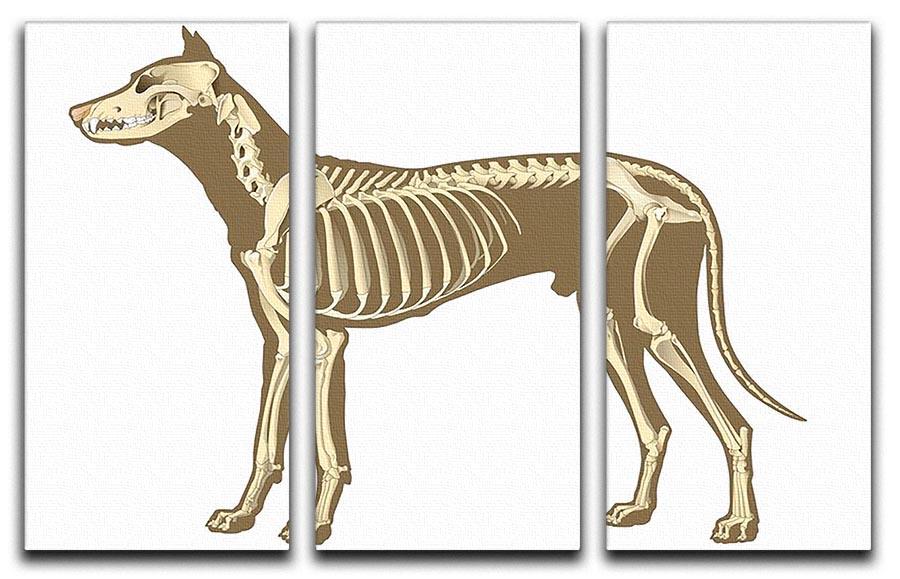 Skeleton of dog section with bones x ray 3 Split Panel Canvas Print - Canvas Art Rocks - 1