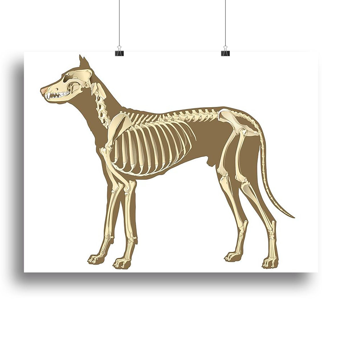 Skeleton of dog section with bones x ray Canvas Print or Poster