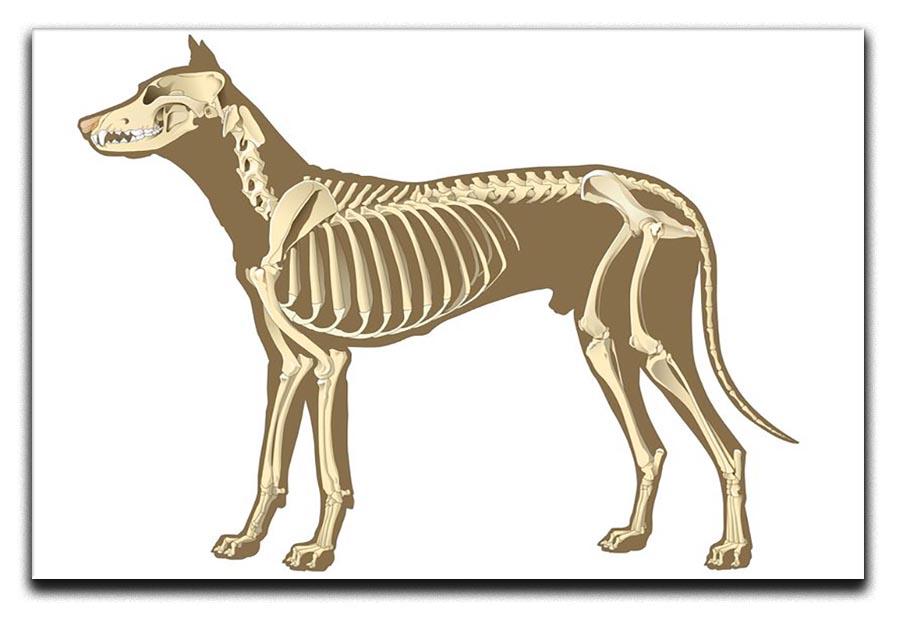 Skeleton of dog section with bones x ray Canvas Print or Poster - Canvas Art Rocks - 1