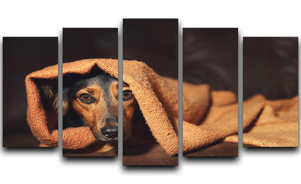 Small black and brown dog hiding under orange blanket 5 Split Panel Canvas - Canvas Art Rocks - 1