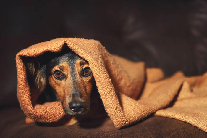 Small black and brown dog hiding under orange blanket Wall Mural Wallpaper