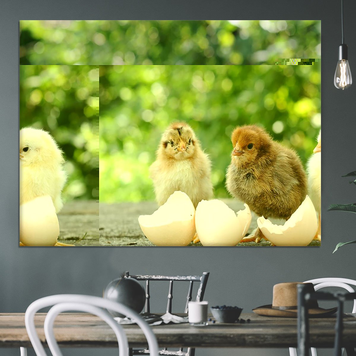 Small chicks and egg shells Canvas Print or Poster