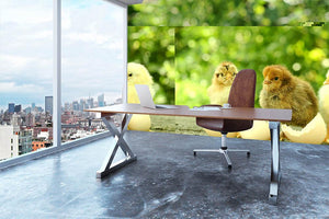 Small chicks and egg shells Wall Mural Wallpaper - Canvas Art Rocks - 3