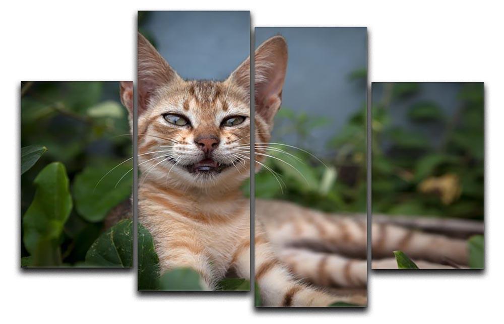 Smiling Cat 4 Split Panel Canvas - Canvas Art Rocks - 1
