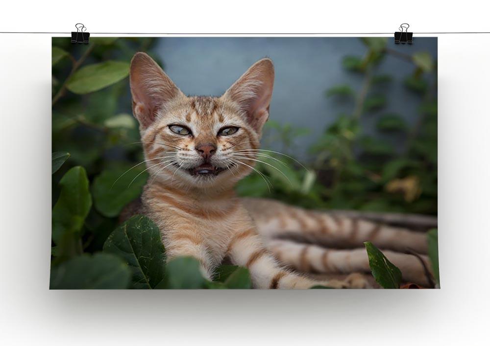 Smiling Cat Canvas Print or Poster - Canvas Art Rocks - 2