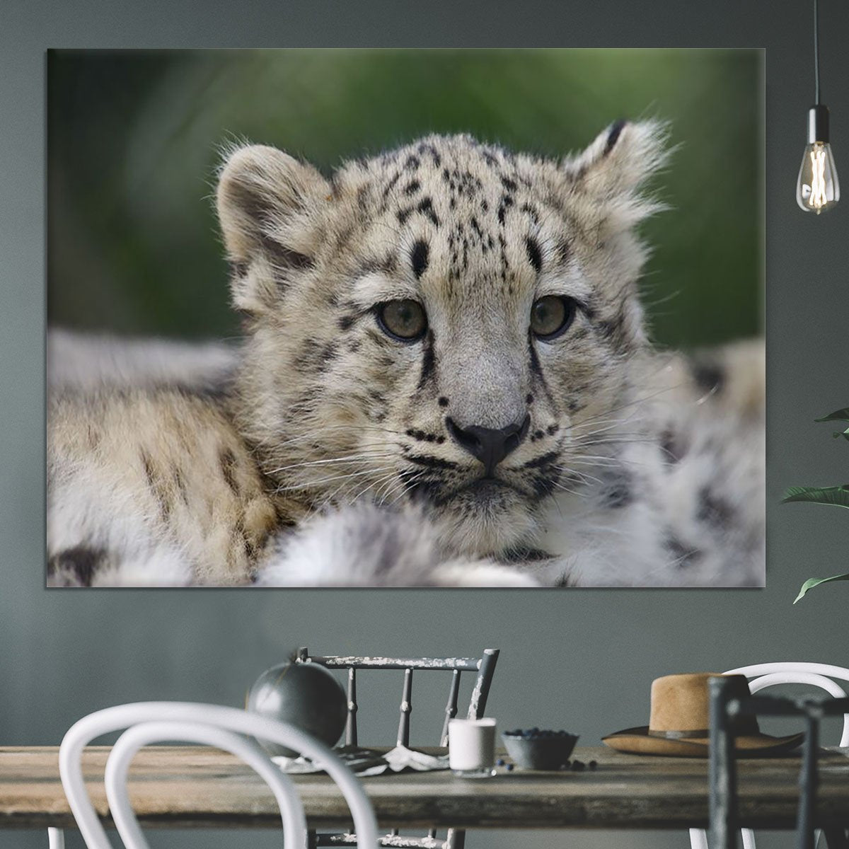 Snow Leopard cubs in the wild Canvas Print or Poster