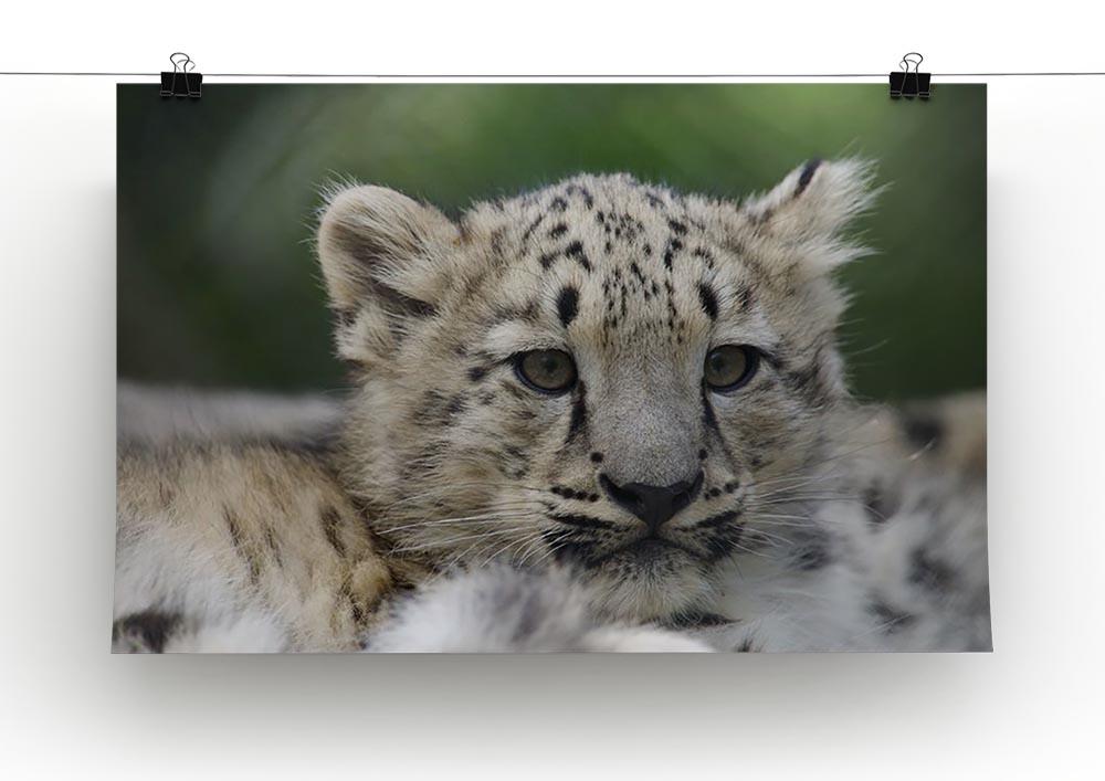 Snow Leopard cubs in the wild Canvas Print or Poster - Canvas Art Rocks - 2