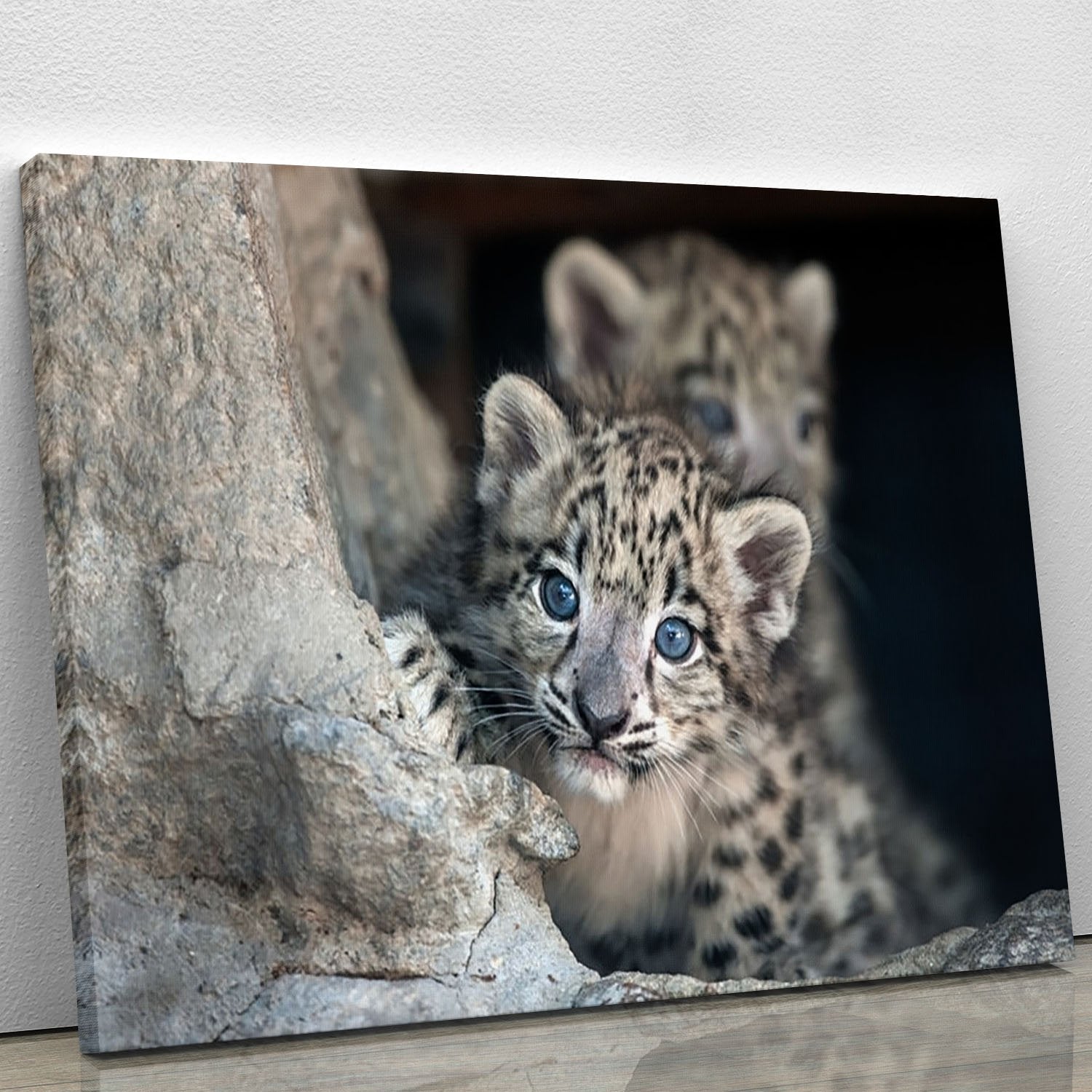 Snow leopard baby portrait Canvas Print or Poster