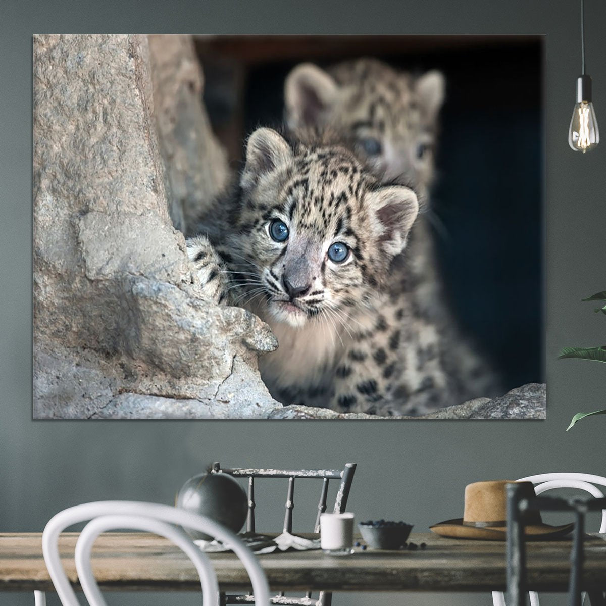 Snow leopard baby portrait Canvas Print or Poster