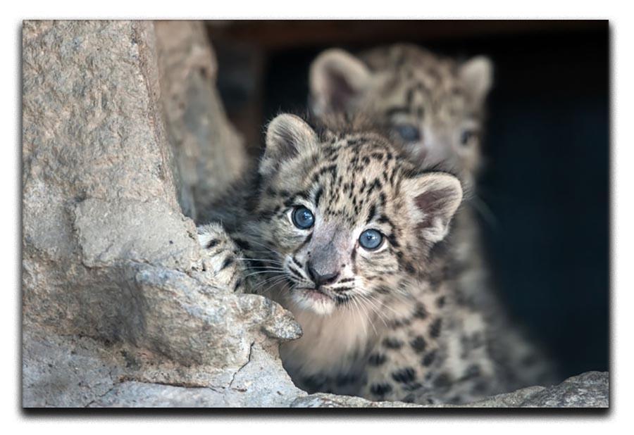 Snow leopard baby portrait Canvas Print or Poster - Canvas Art Rocks - 1