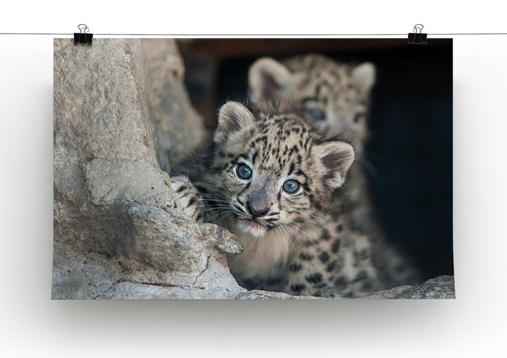 Snow leopard baby portrait Canvas Print or Poster - Canvas Art Rocks - 2