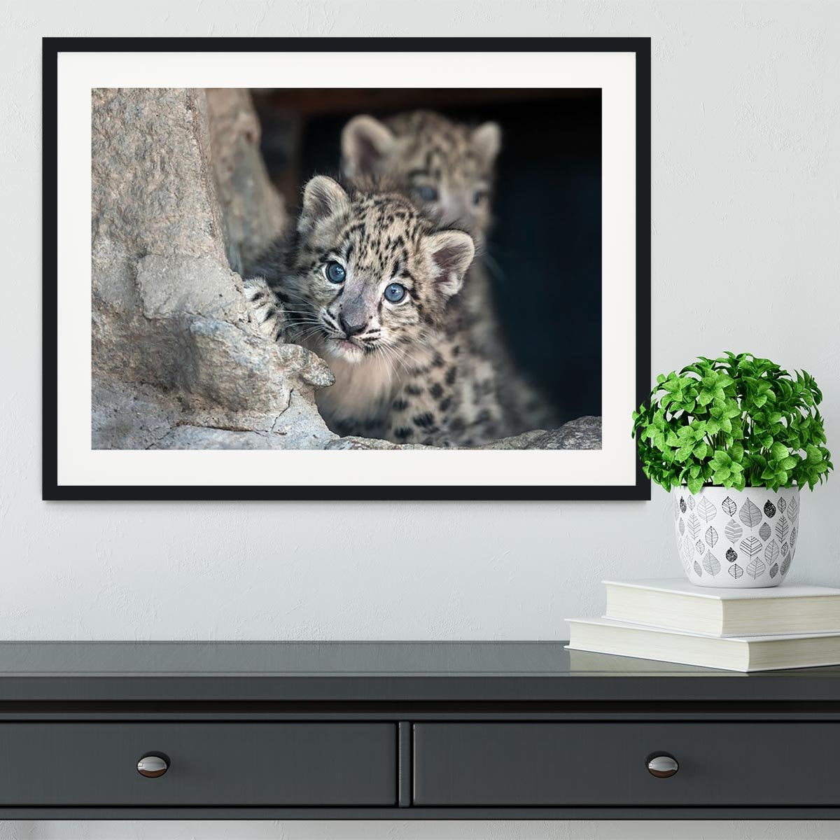 Snow leopard baby portrait Framed Print - Canvas Art Rocks - 1