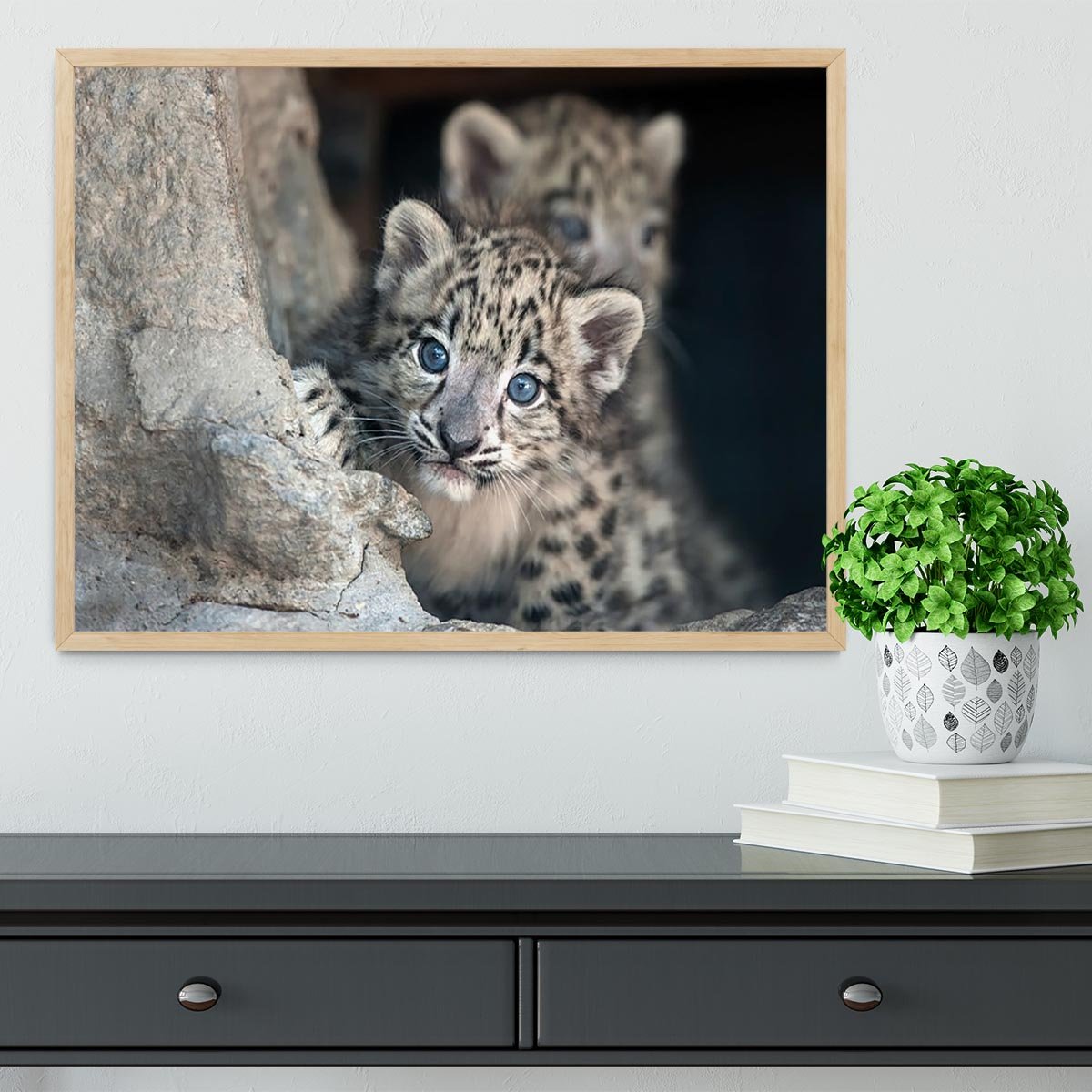 Snow leopard baby portrait Framed Print - Canvas Art Rocks - 4