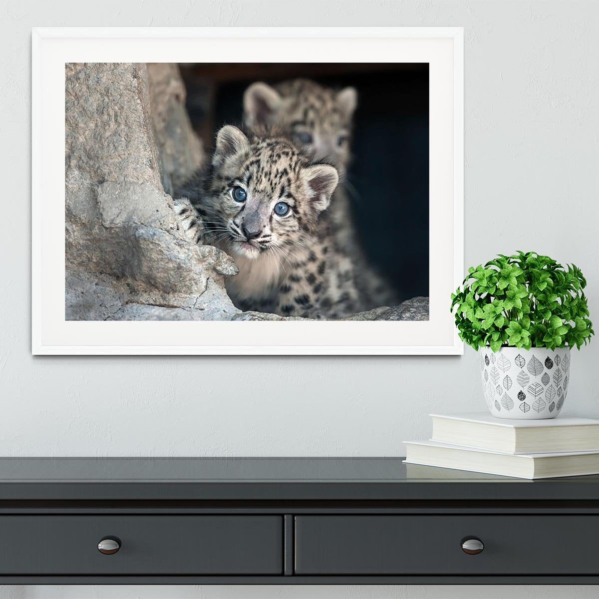 Snow leopard baby portrait Framed Print - Canvas Art Rocks - 5