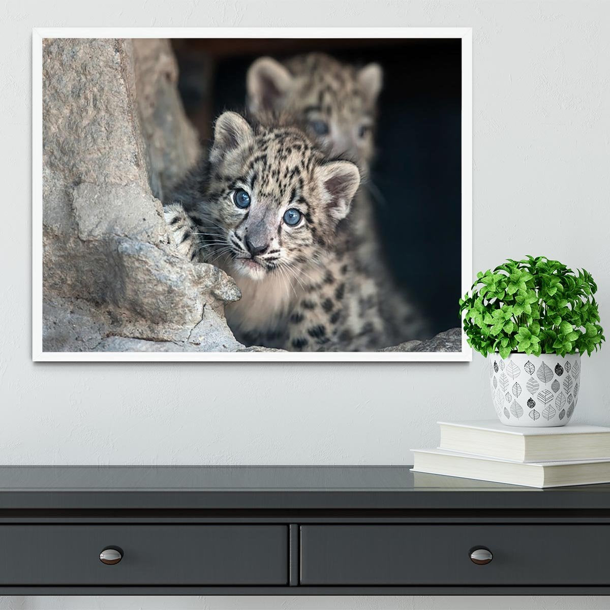 Snow leopard baby portrait Framed Print - Canvas Art Rocks -6