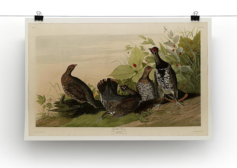 Spotted Grouse by Audubon Canvas Print or Poster - Canvas Art Rocks - 2