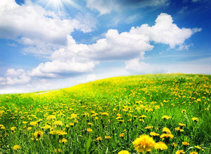 Spring Landscape Wall Mural Wallpaper - Canvas Art Rocks - 1