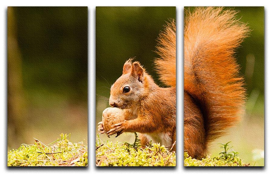 Squirrel with nut 3 Split Panel Canvas Print - Canvas Art Rocks - 1