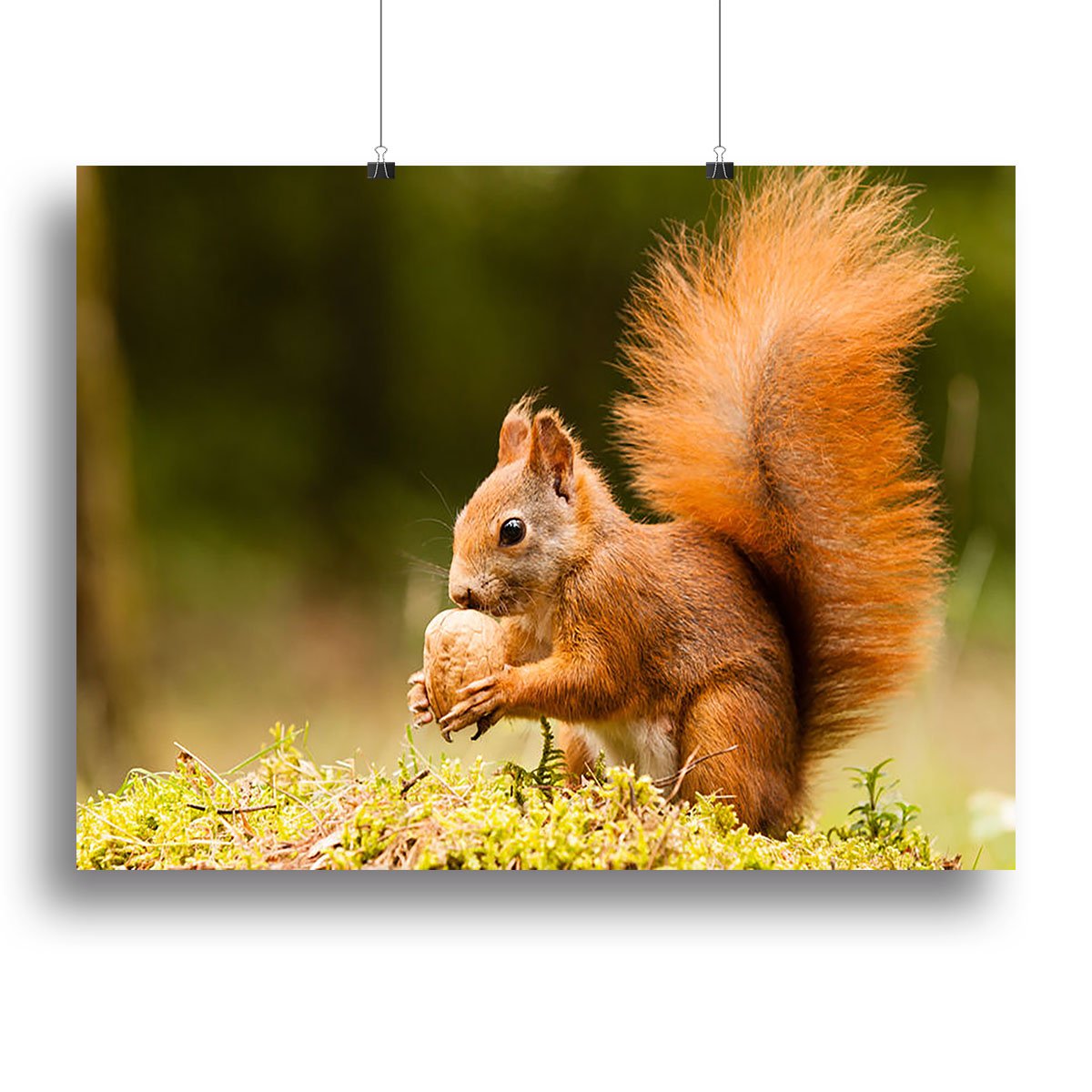 Squirrel with nut Canvas Print or Poster