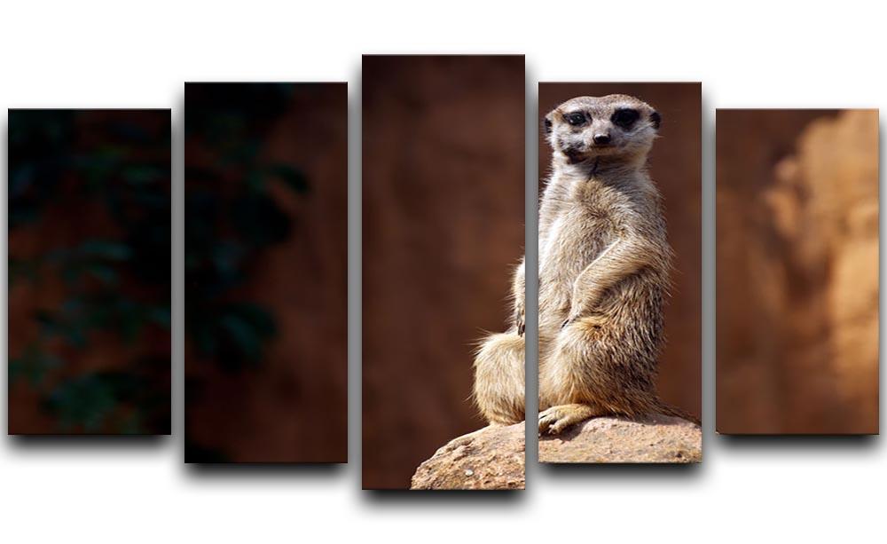 Standing African suricata meerkat 5 Split Panel Canvas - Canvas Art Rocks - 1