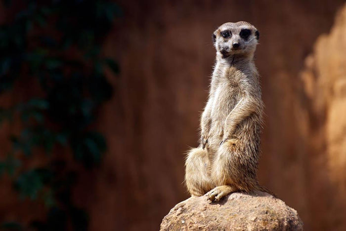 Standing African suricata meerkat Wall Mural Wallpaper