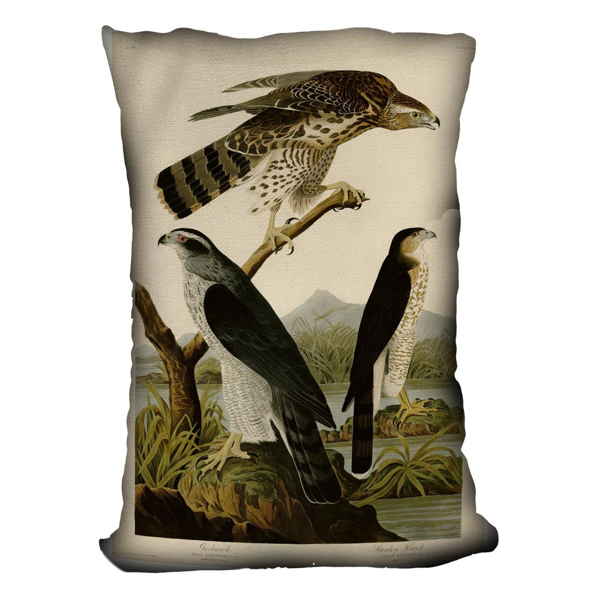 Stanley Hawk by Audubon Cushion