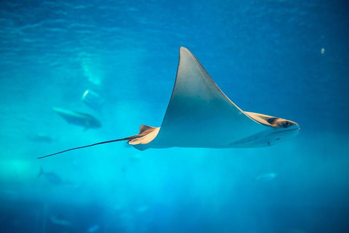 Stingray in the aquarium Wall Mural Wallpaper